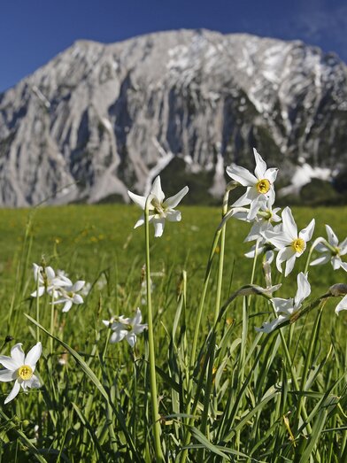 Narzissenwiese mit Grimming (Ausseerland - Salzkammergut) | © STG | Herbert Raffalt