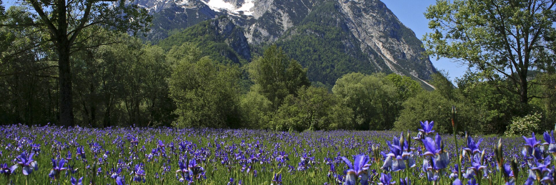 Iriswiese in den Trautenfelser Naturschutzflächen mit Grimming (Schladming-Dachstein) | © Steiermark Tourismus | Herbert Raffalt
