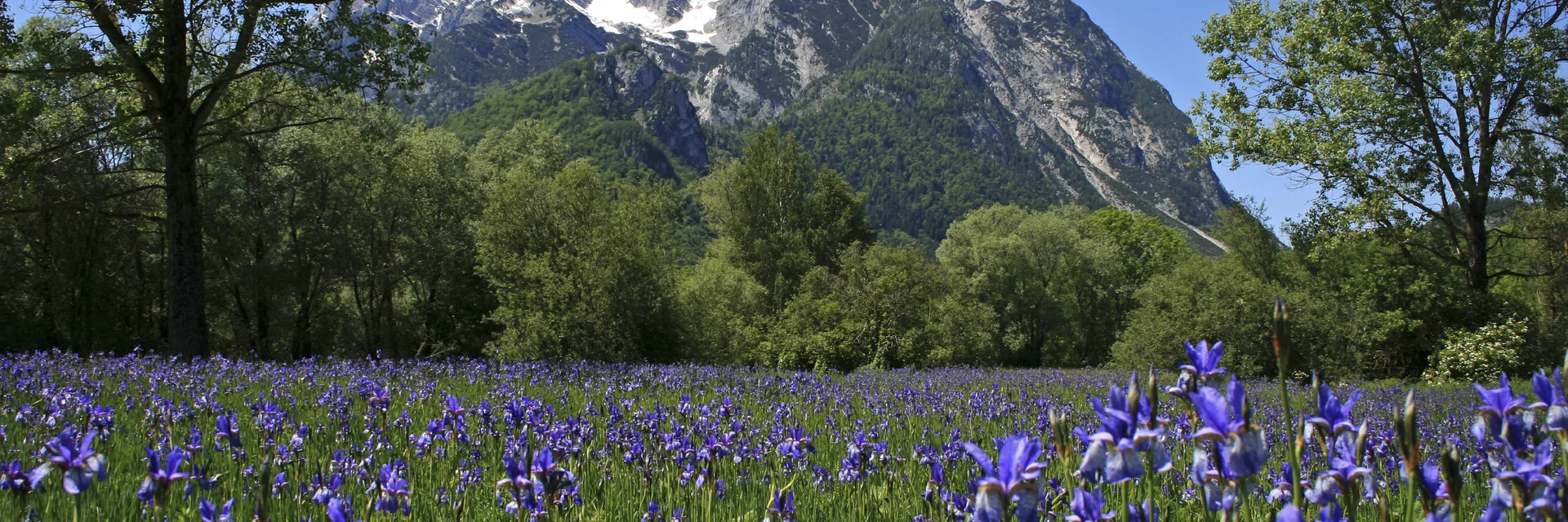 Iriswiese in den Trautenfelser Naturschutzflächen mit Grimming (Schladming-Dachstein) | © STG | Herbert Raffalt