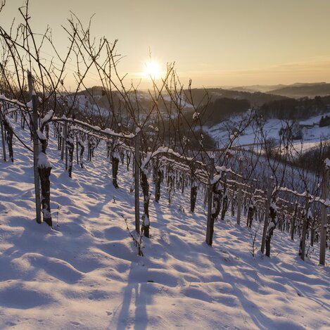 Verschneiter Weingarten im Naturpark Südsteiermark | © STG | Harry Schiffer