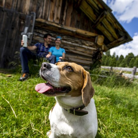 Urlaub mit Hund, Turracher Höhe | © STG | Tom Lamm