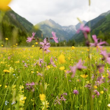 Bunte Blumenwiese in Rohrmoos Untertal bei Schladming