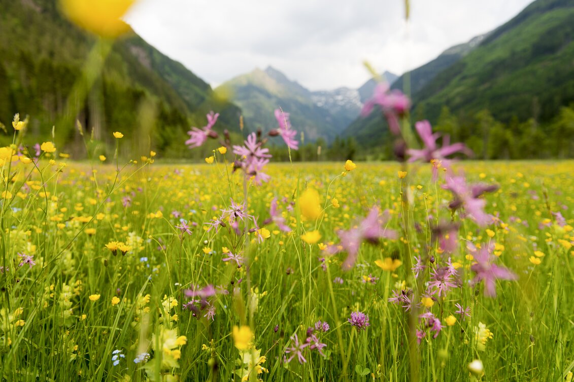 Blumenwiese in Rohrmoos Untertal bei Schladming | © STG | Niki Pommer