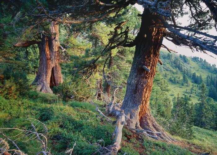 Alte Bäume in den Rottenmanner Tauern | © Steiermark Tourismus