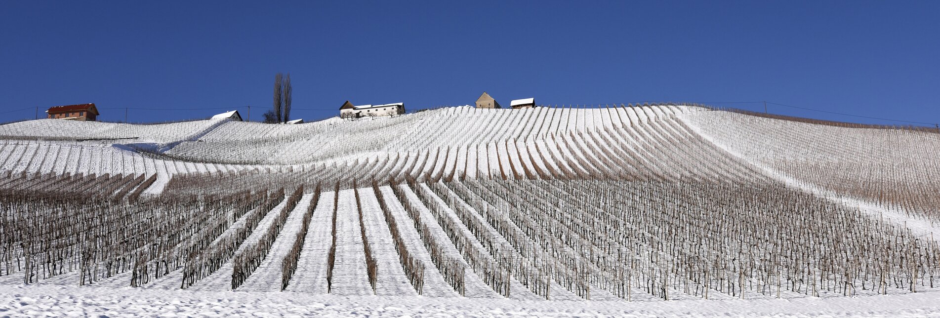 Southstyrian wine country in winter | © Steiermark Tourismus | Gery Wolf
