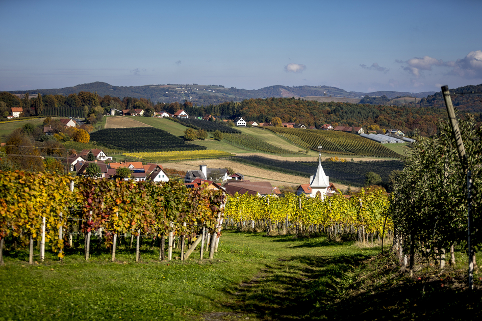 Weinlandschaft in Klöch mit Blick auf St. Anna am Aigen, Südoststeiermark | © STG | Tom Lamm