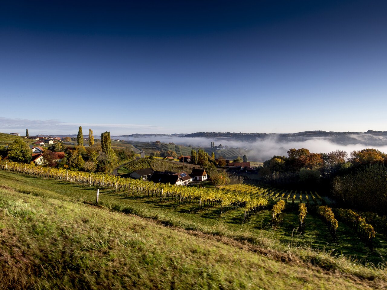 Weinlandschaft rund um Klöch im Morgenlicht, Südoststeiermark | © STG | Tom Lamm