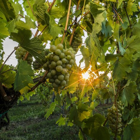 Weinreben | © STG | pixelmaker.at