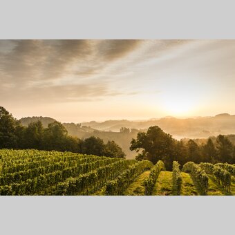 Morning mood at the South Styrian Wine route | © Steiermark Tourismus | pixelmaker.at