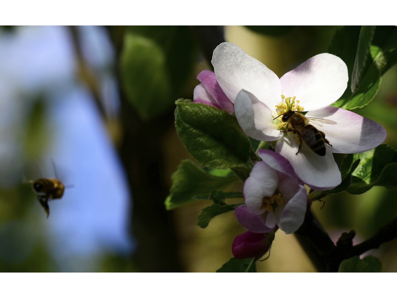 Bienen und Apfelblüten an der Steirischen Apfelstraße, Oststeiermark