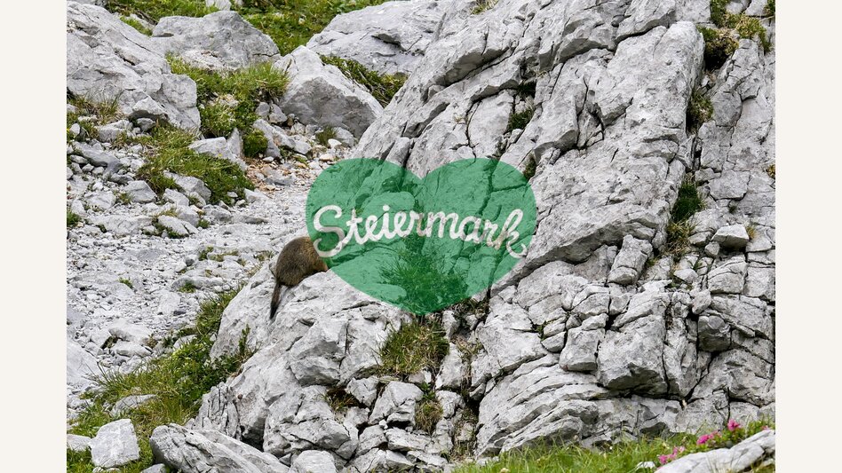 Murmeltier im Hochschwab-Massiv | © STG | Manfred Polansky