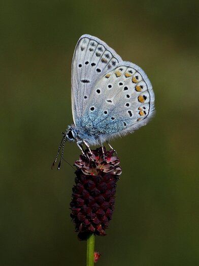 Eros blue at Styria s nature parks | © H. Brunner | H. Brunner