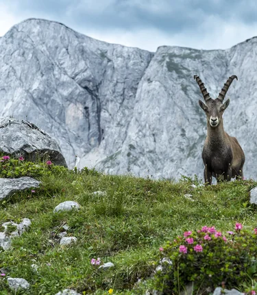 A majestic capricorn stands at the Hochschwab | © Steiermark Tourismus | pixelmaker.at