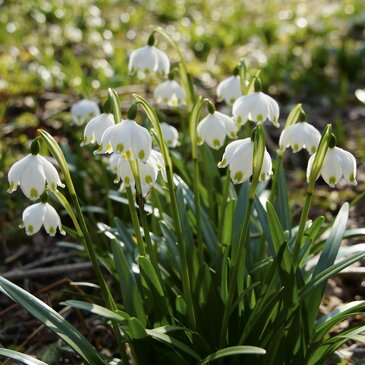 Frühlingsknotenblumen im Mühlwald in St. Ruprecht an der Raab