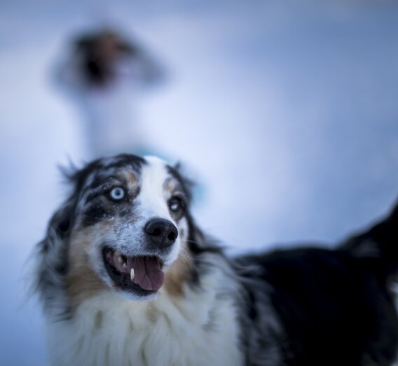 Hund auf Planneralm | © STG | Tom Lamm