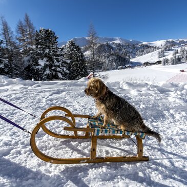 Hund beim Bergaufrodeln