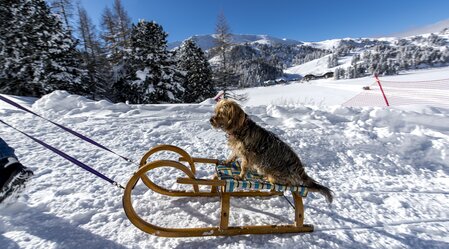 Dog on a  toboggan | © Steiermark Tourismus | Tom Lamm