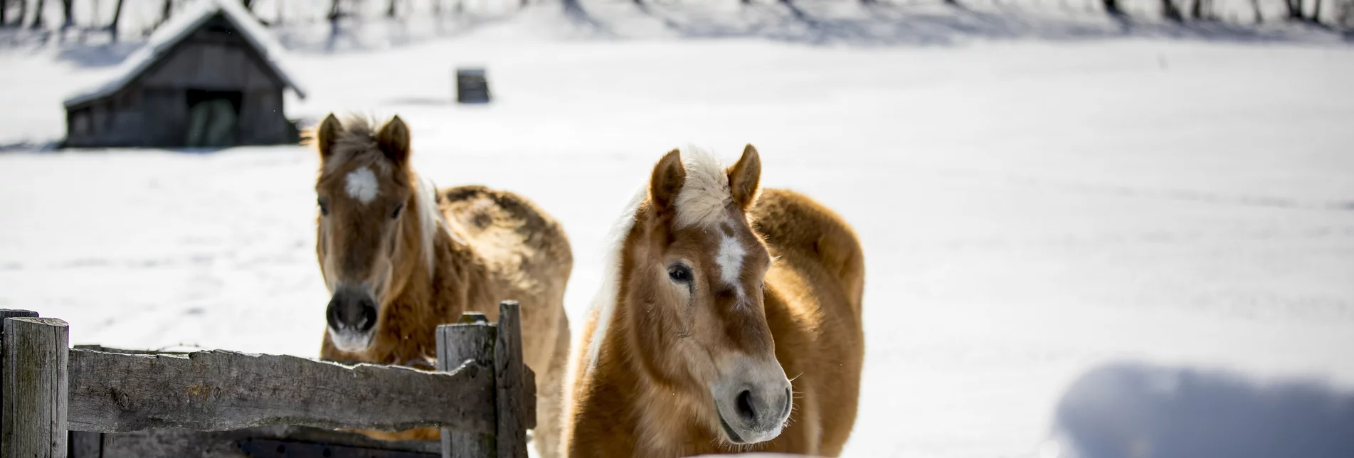 Haflinger horses on the meadow | © Steiermark Tourismus | Tom Lamm