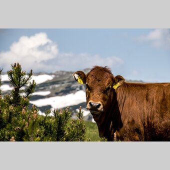 Aflenzer Bürgeralm | © STG | Gleichweit-Nistelberger