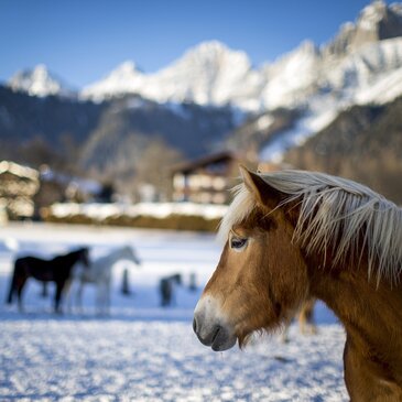 Haflinger mit Dachstein im Hintergrund