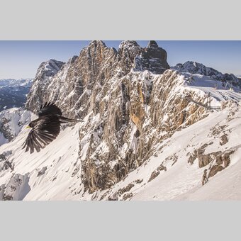 Alpine chough at the Dachstein (in front of the south wall) | © Steiermark Tourismus | Peter Lugosi