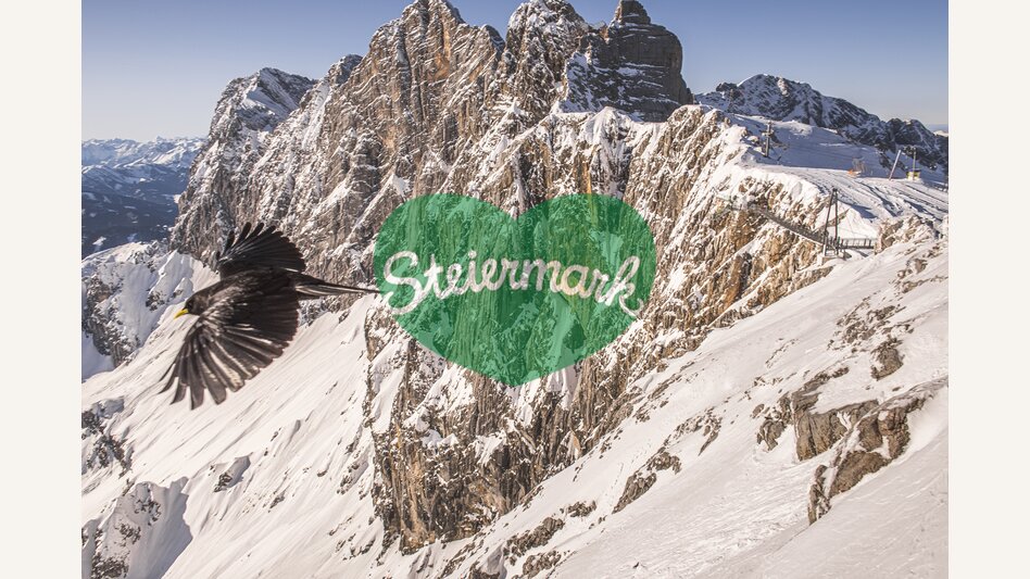 Alpine chough at the Dachstein (in front of the south wall) | © Steiermark Tourismus | Peter Lugosi