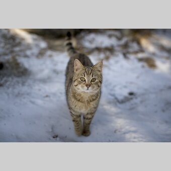 velvety winter ambassador | © Steiermark Tourismus | Tom Lamm