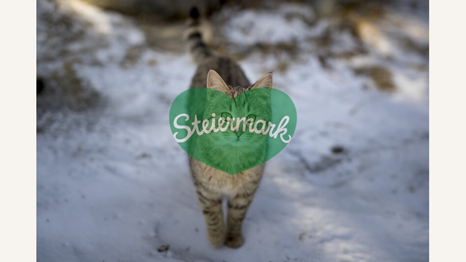 velvety winter ambassador | © Steiermark Tourismus | Tom Lamm