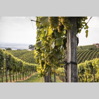 Healing power from the Wine (Garden) | © Steiermark Tourismus | Punkt & Komma