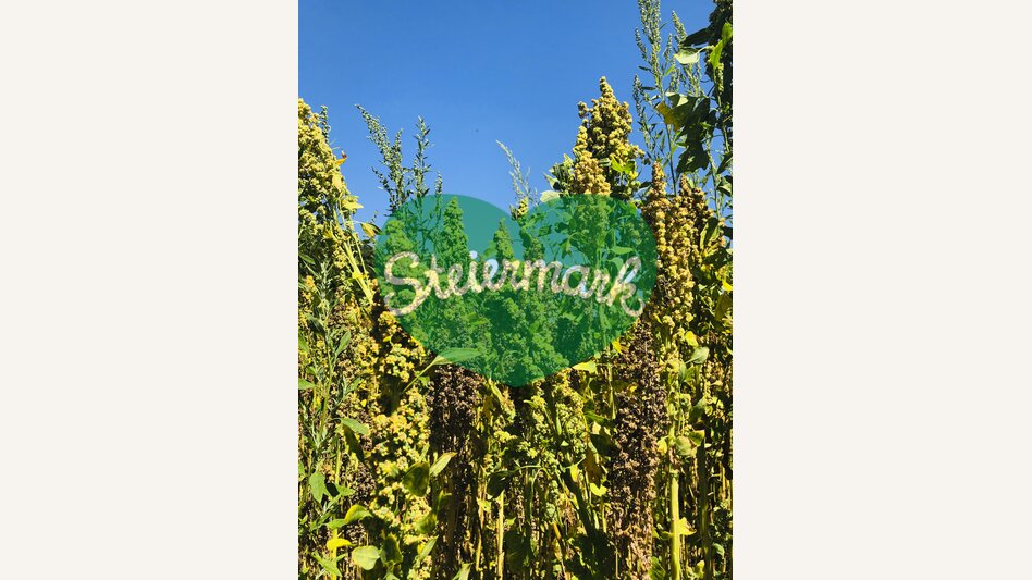 Quinoa at the Mur cycling path near Halbenrain | © Steiermark Tourismus | Ute Hödl