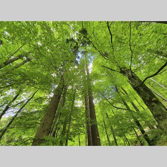 Styria, the Green Heart of Austria | © Steiermark Tourismus | Günther Steininger