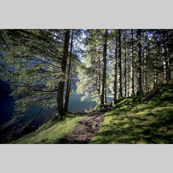 forest track at Schwarzensee lake | © Steiermark Tourismus | Tom Lamm