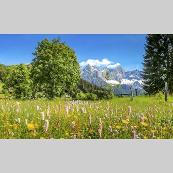Alpin spring: flowers with view to Dachstein | © Steiermark Tourismus | photo-austria.at