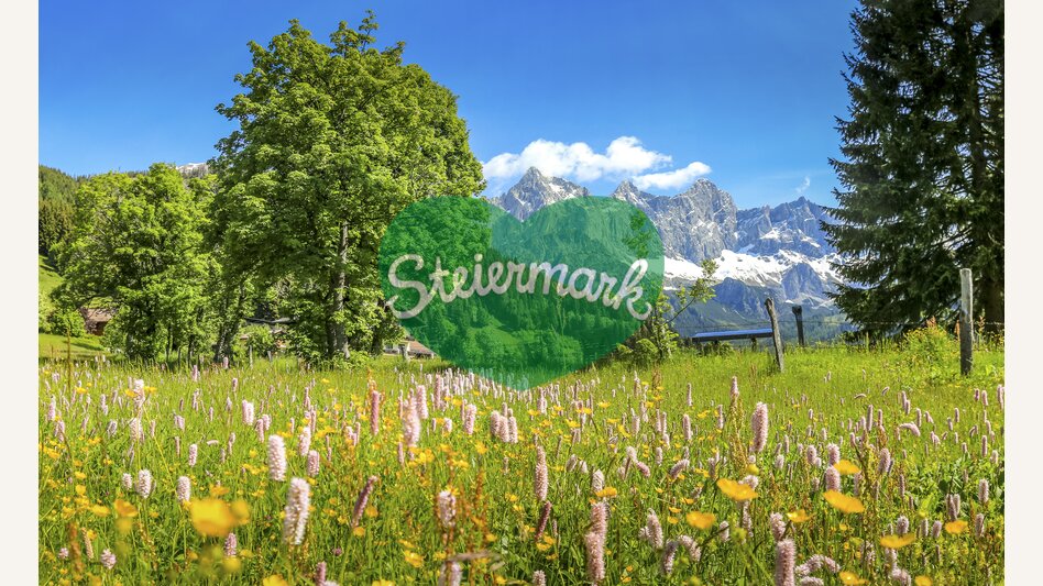 Alpin spring: flowers with view to Dachstein | © Steiermark Tourismus | photo-austria.at