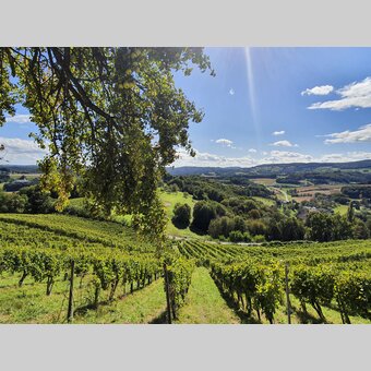 View at Kapfenstein near Weingut Winkler-Hermaden | © Steiermark Tourismus | Günther Steininger