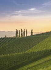 Südsteiermark