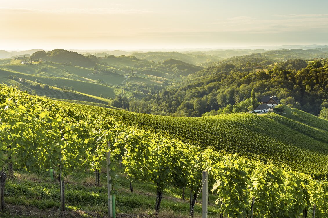 Südsteiermark | © STG | Wolfgang Jauk