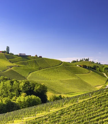 Südsteiermark | © STG | Harry Schiffer