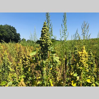 Quinoa at the Mur cycling path near Halbenrain | © Steiermark Tourismus | Ute Hödl