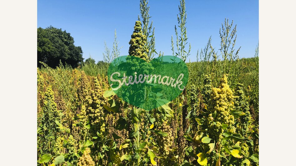 Quinoa at the Mur cycling path near Halbenrain | © Steiermark Tourismus | Ute Hödl