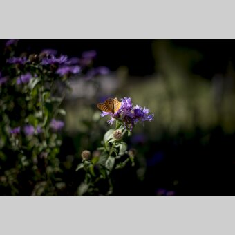 Small fritillary on violet flower | © Steiermark Tourismus | Tom Lamm