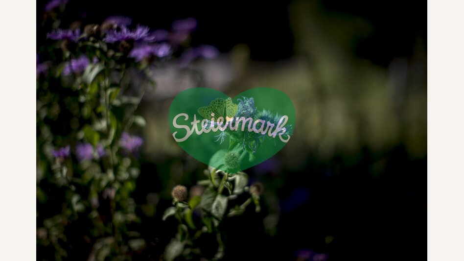 Small fritillary on violet flower | © Steiermark Tourismus | Tom Lamm