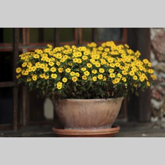 Blumen vor Hütte | J.J. Kucek