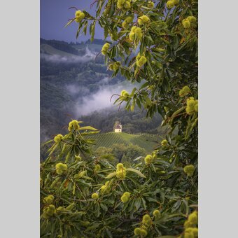 chestnut tree | © Steiermark Tourismus | Wolfgang Jauk