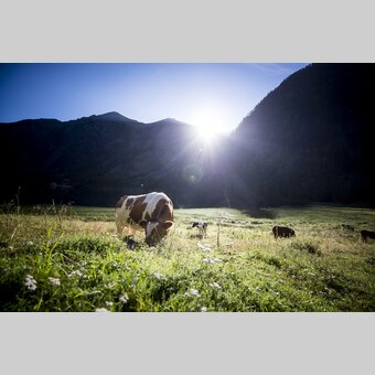 cow in the alps | © Steiermark Tourismus | Tom Lamm