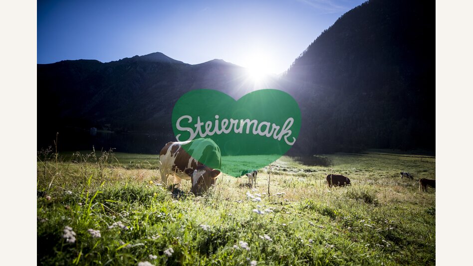 cow in the alps | © Steiermark Tourismus | Tom Lamm