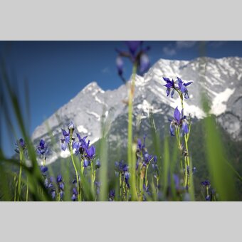 Iris with Grimming | © Steiermark Tourismus | photo-austria.at