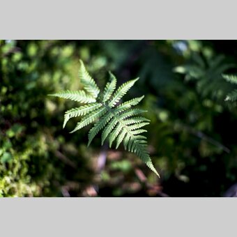fern | © Steiermark Tourismus | Tom Lamm