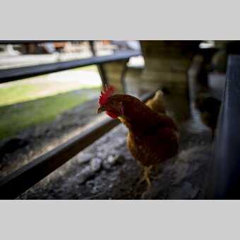 Huhn auf der Putzentalalm | © Steiermark Tourismus | Tom Lamm