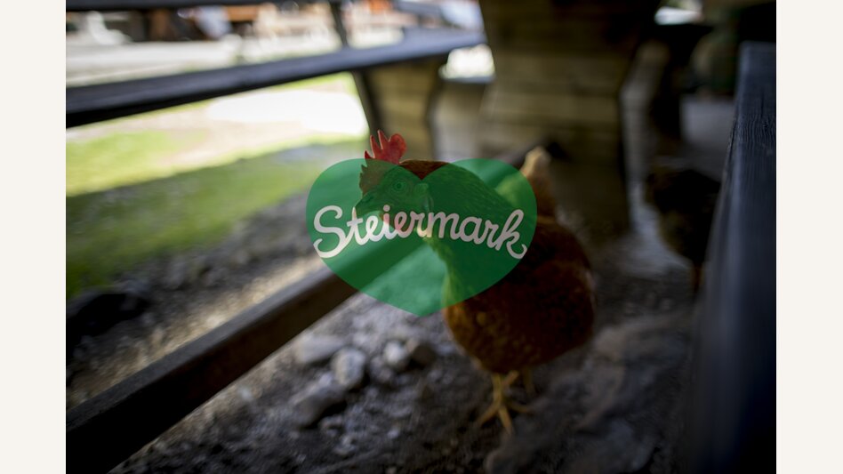 Huhn auf der Putzentalalm | © Steiermark Tourismus | Tom Lamm